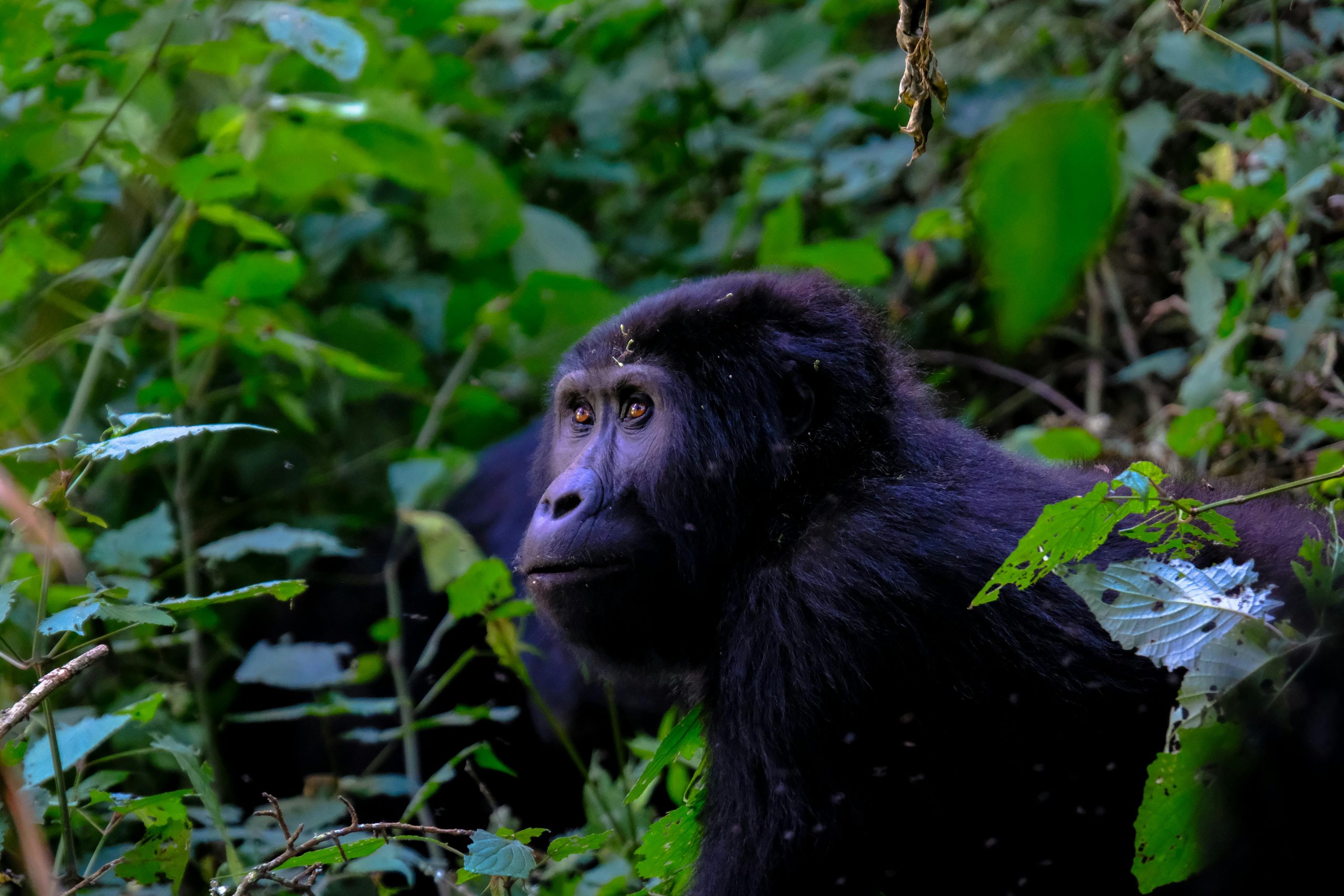 🦍 Bwindi Impenetrable National Park