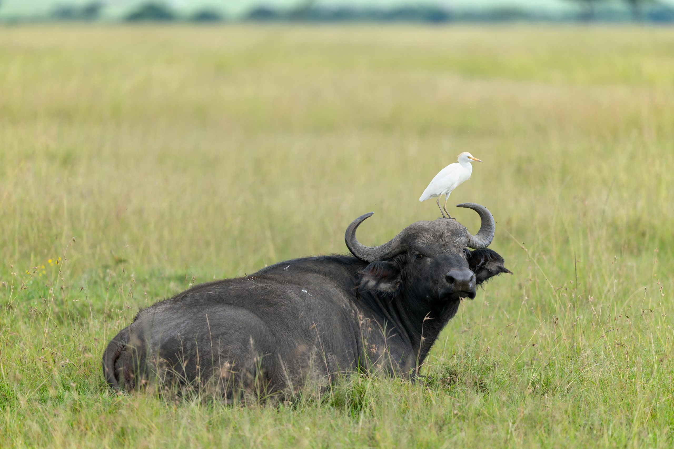 🐃 Kidepo Valley National Park