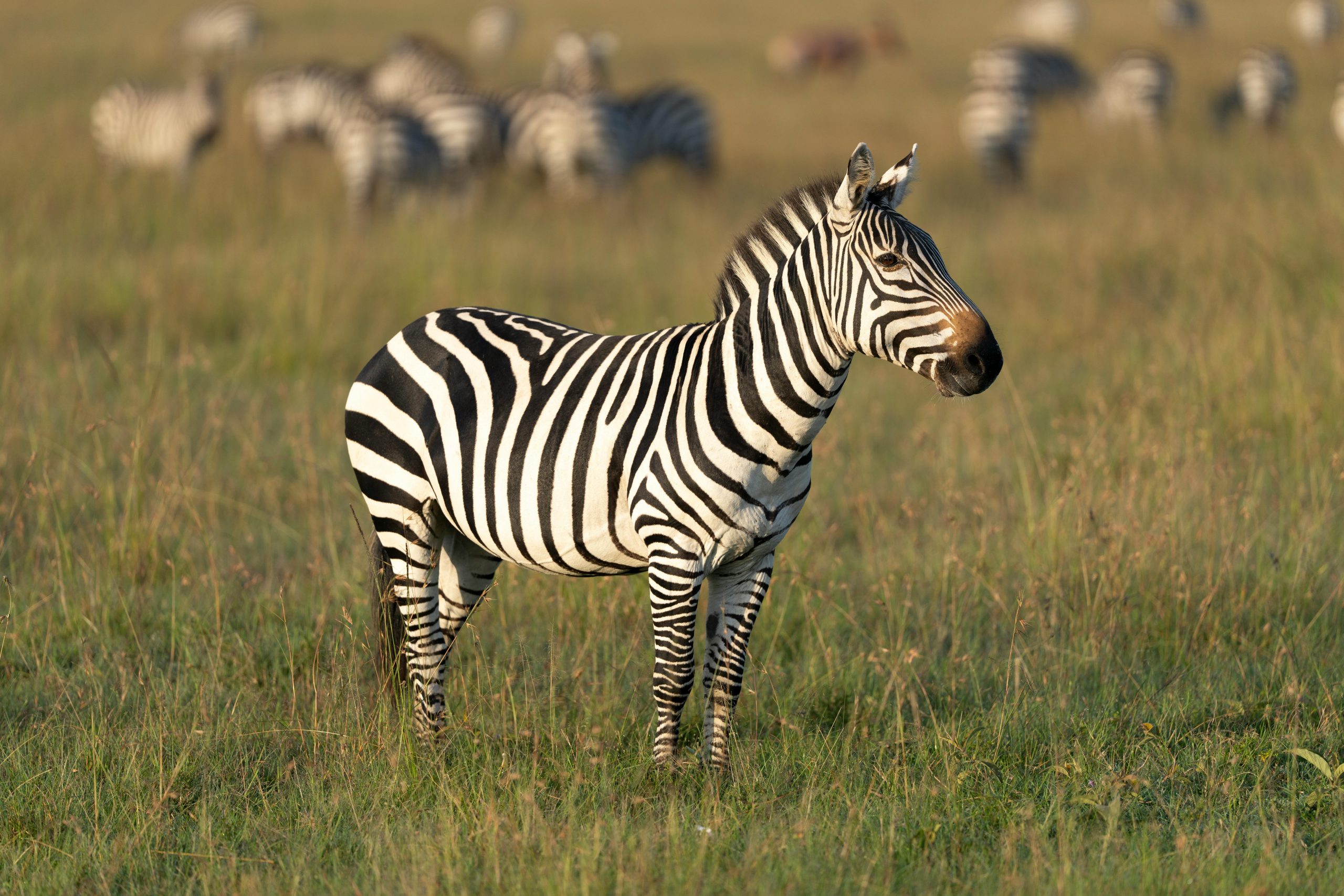 🦓 Lake Mburo National Park