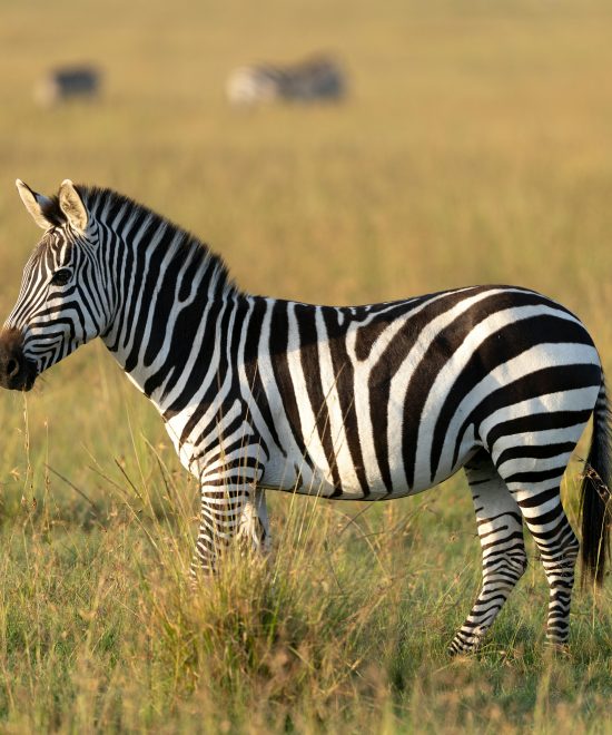 Lake Mburo