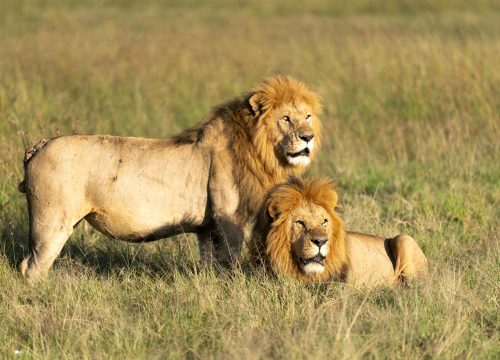 Exploring Uganda’s Top Game Parks: Where to Go & What to See
