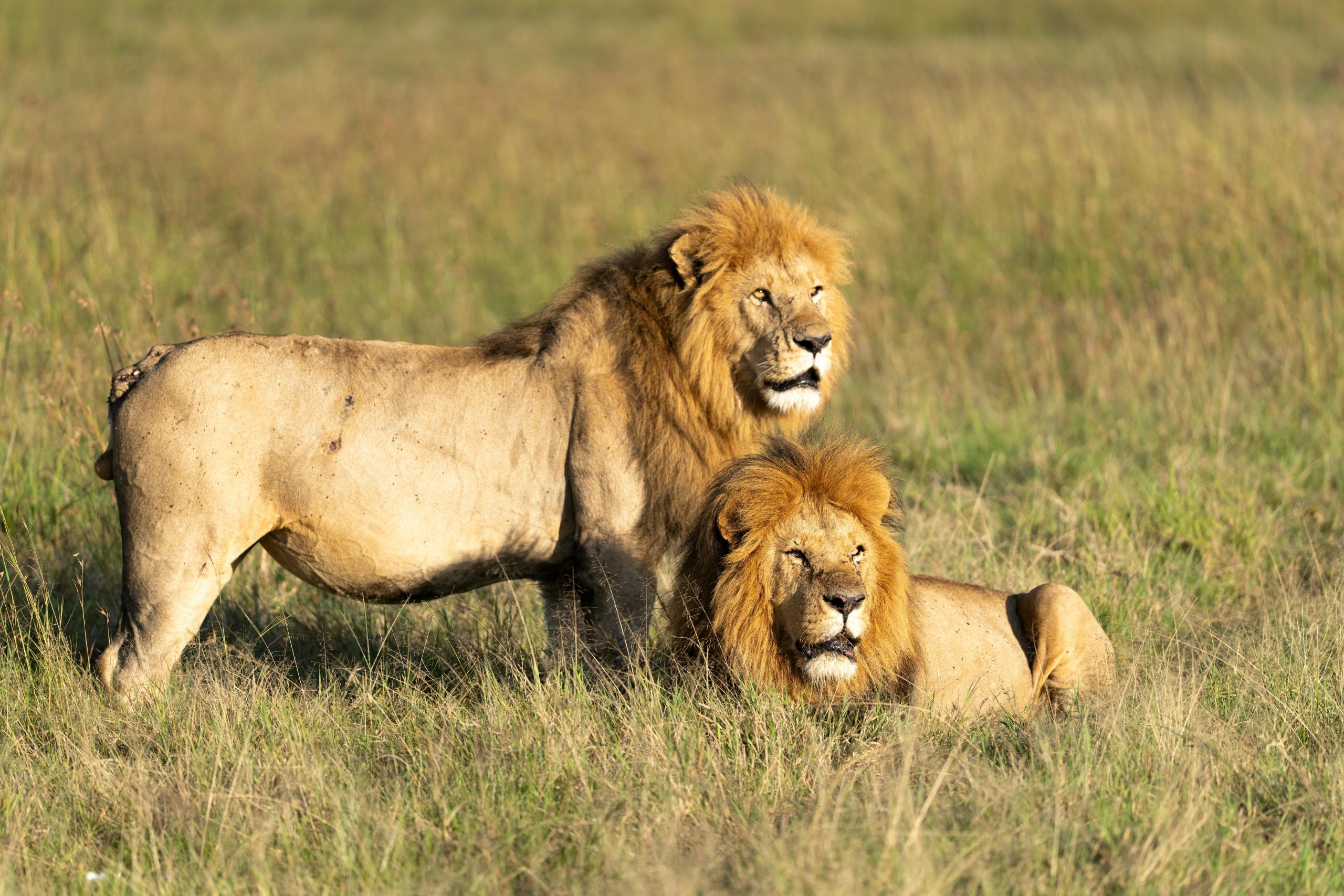 🐆 Queen Elizabeth National Park
