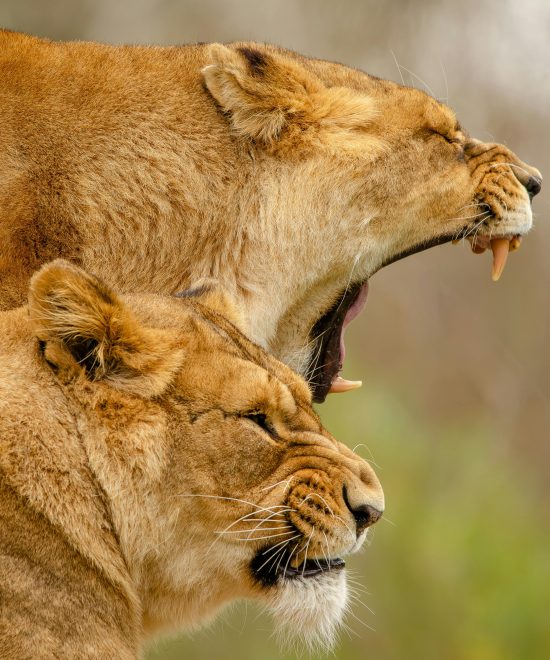 Queen Elizabeth National Park