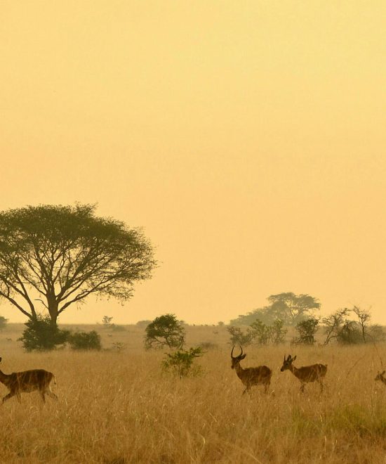 Kidepo Valley National Park