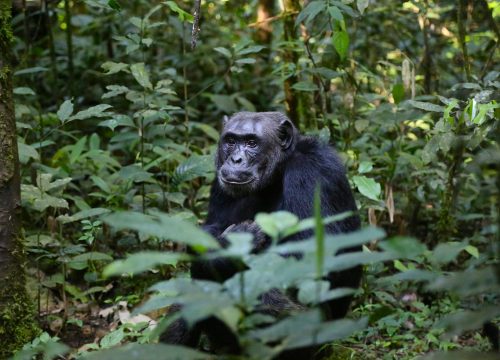 The Ultimate Guide to Gorilla Trekking in Uganda